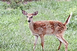 Spotted White Tailed Deer Fawn Alone in Field