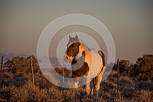 Spotted Wild Horse In Sandwash Basin Early Evening In Winter