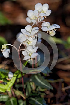 Spotted Wintergreen Wildflower -  Chimaphila maculata