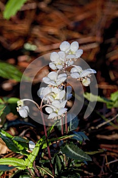 Spotted Wintergreen Wildflower -  Chimaphila maculata