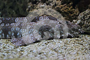 Spotted wobbegong