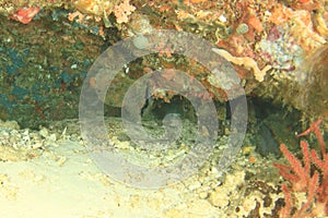 Spotted wobbegong in cave on coral reef