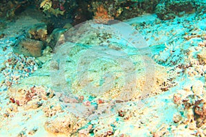 Spotted wobbegong on coral reef