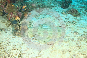 Spotted wobbegong on coral reef