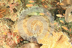 Spotted wobbegong on coral reef photo