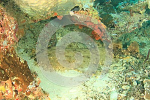 Spotted wobbegong on coral reef photo