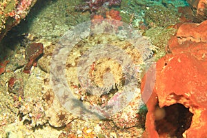 Spotted wobbegong on coral reef photo