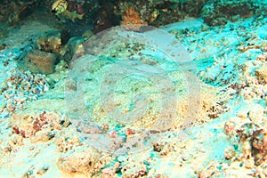 Spotted wobbegong on coral reef photo