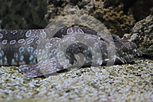 Spotted wobbegong photo