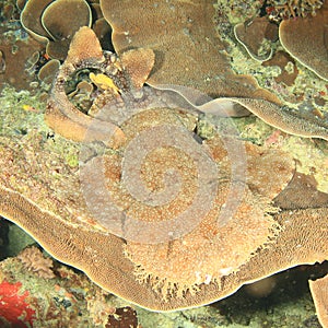 Spotted wobbegong lying on montipora plate coral on coral reef