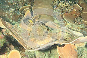 Spotted wobbegong lying on montipora plate coral on coral reef