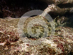 Spotted Wobbegong photo