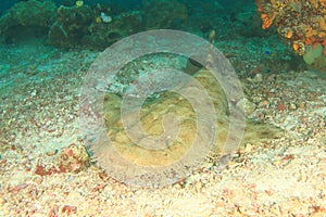 Spotted wobbegong on sandy bottom of sea under coral reef