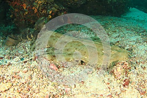 Spotted wobbegong under coral reef