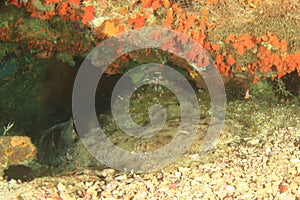 Spotted wobbegong under coral reef photo