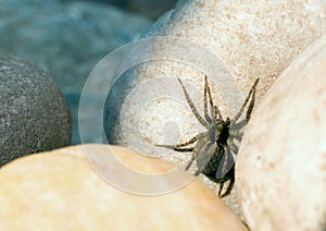 Spotted wolf spider Pardosa amentata