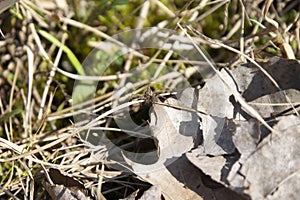 Spotted Wolf Spider