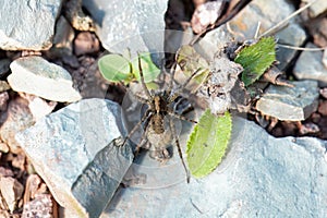 Spotted wolf spider, Pardosa amentata