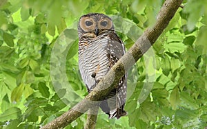 Spotted Wood Owl