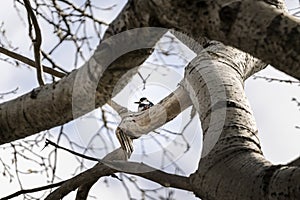 Spotted woodpecker in tree high in the air on a branch