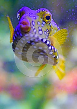 A spotted yellow boxfish Ostracion Cubicus