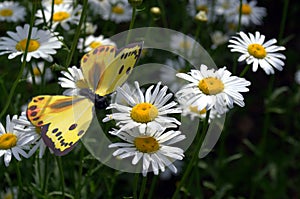 Spotted Yellow Butterfly on a some daisies