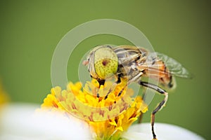 Spotted yellow eye hoverfly