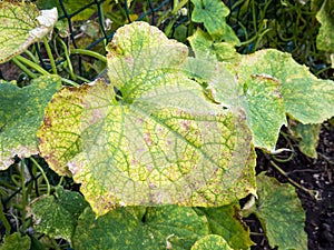 Spotted yellowed and diseased cucumber leaf