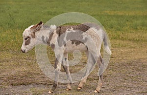 Spotted Young Burro in Custer State Park photo