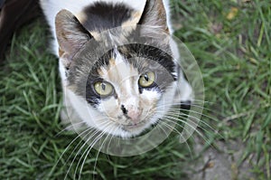 Spottedcat looking up at the camera