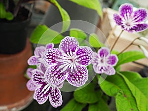 Spotter polka violet white exotic orchid