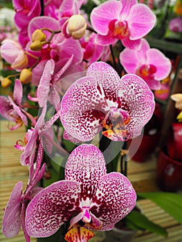 Spotter violet pink white exotic orchid