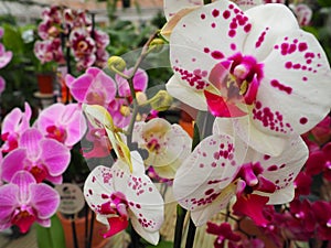 Spotter violet white exotic orchid pot