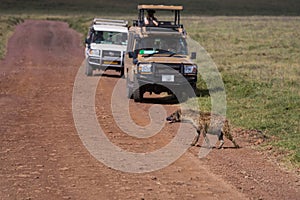 A spottet hyena crossing the road