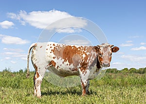 Spotty cow red mottled freckled, in a field