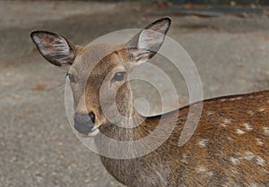 Spotty Deer