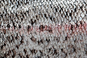 Spotty fish scales as background