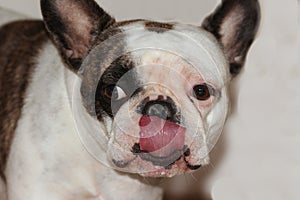 Spotty french bulldog sticking her tongue out