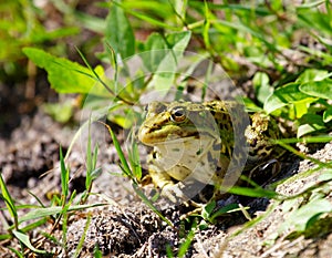 Spotty frog