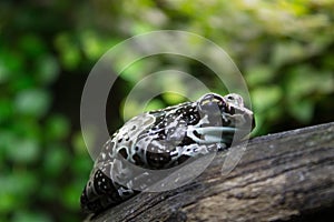 Spotty frog is dozing on a dry branch of a tree