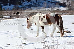 The spotty horse going from a pasture on snow among mountains