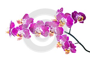 Spotty orchid isolated on the white