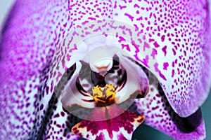 Spotty pink orchid flower against light background, macro