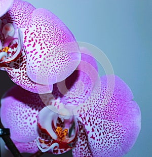 Spotty pink orchid flower against light background, macro