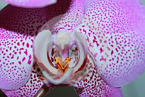 Spotty pink orchid flower against light background, macro