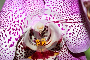 Spotty pink orchid flower against light background, macro