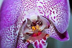 Spotty pink orchid flower against light background, macro