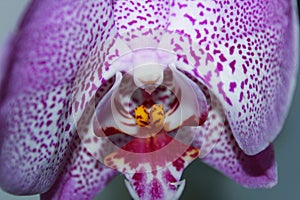 Spotty pink orchid flower against light background, macro