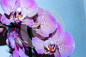 Spotty pink orchid flowers against light background