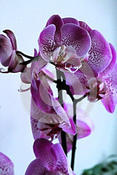 Spotty pink orchid flowers against light background